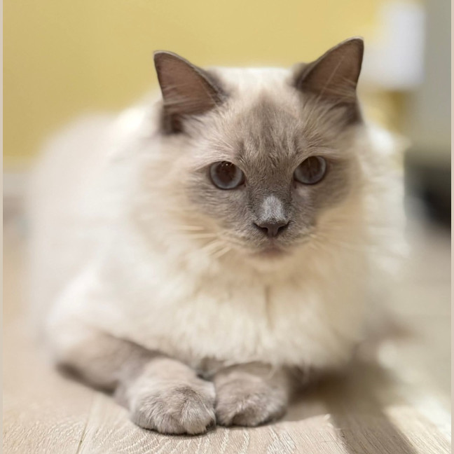 Photo of Nimbus