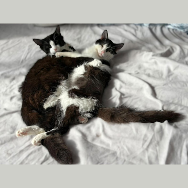 Photo of Felix & Rosie