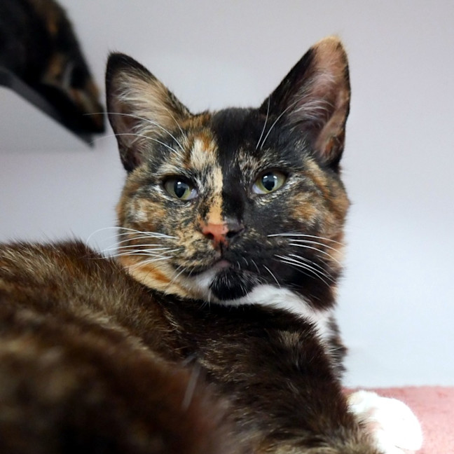 Photo of Buttercup Stk014137