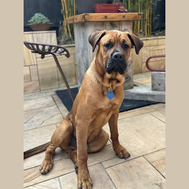 Photo of Kovu
