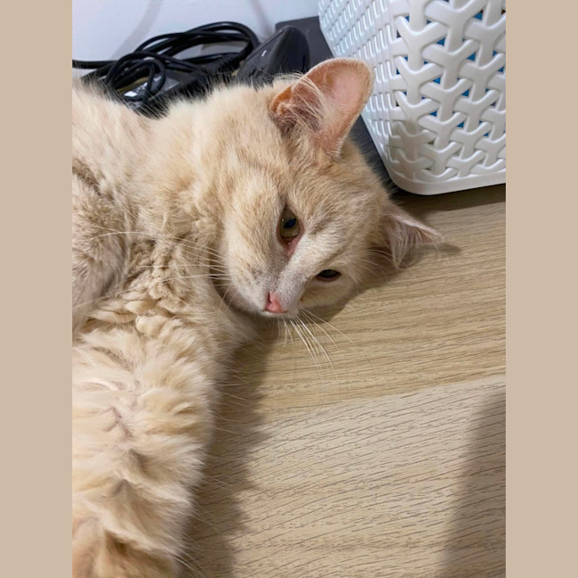 Photo of Marshmallow
