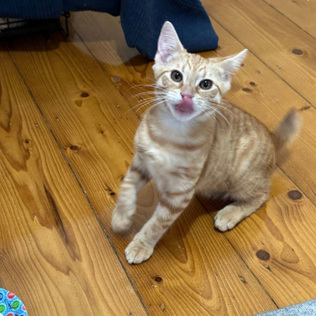 Photo of Simba