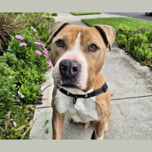 Photo of Tyson