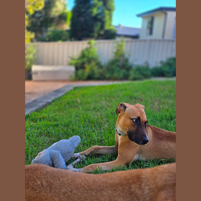 Photo of Teddy   6 Month Old Mastiff X