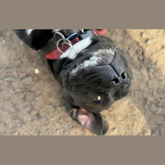 Photo of Sarabi
