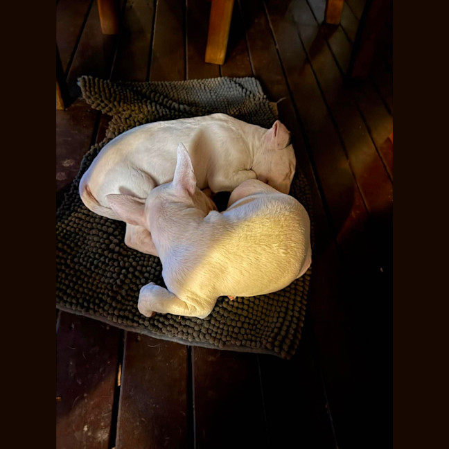 Photo of Cosmo