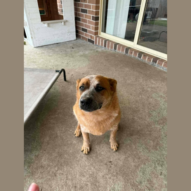 Photo of Ginger   1.5 Year Old Cattle Dog
