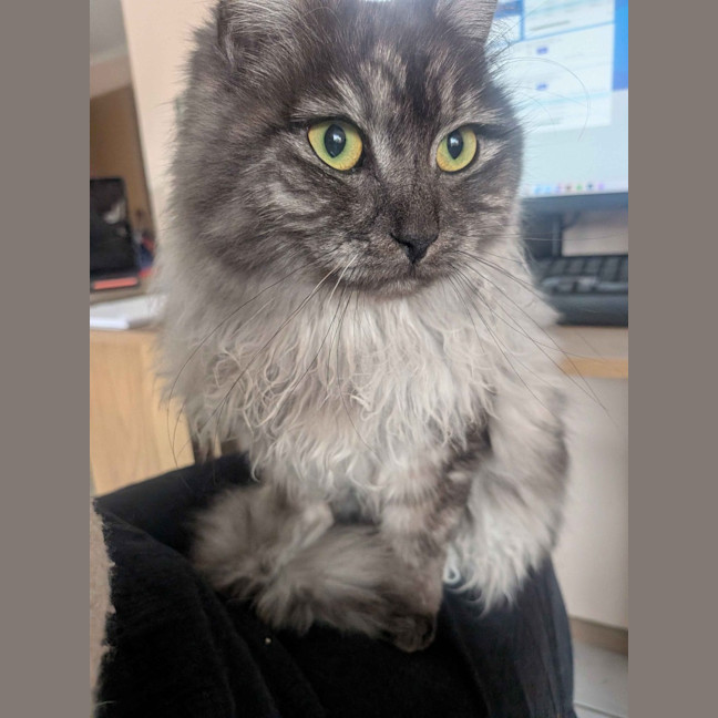 Photo of Juniper