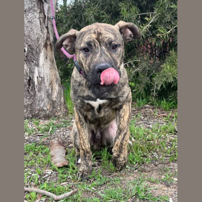 Photo of Sargent Stripes