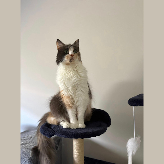 Photo of Pepper