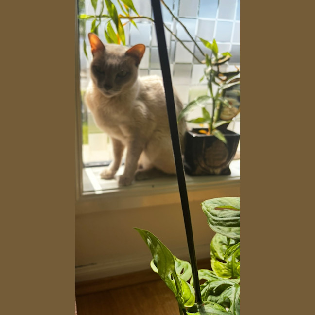 Photo of Bb **2nd Chance Cat Rescue**