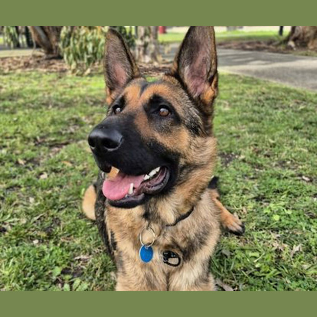 Photo of Bella