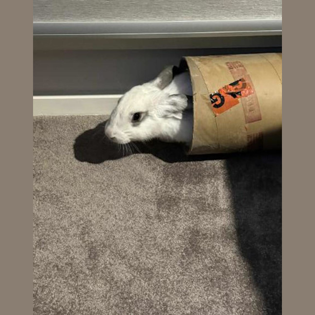 Photo of Casper