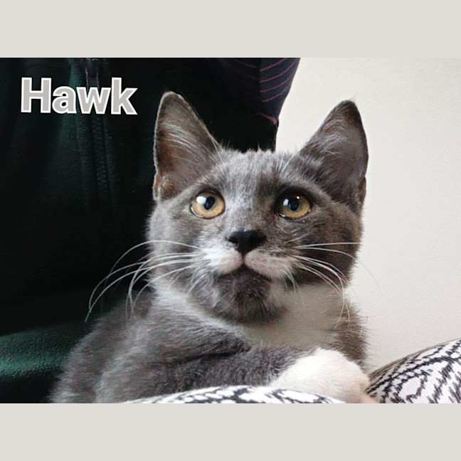 Photo of Hawk