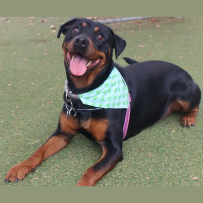 Photo of Nala