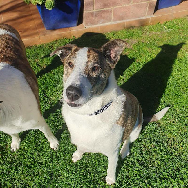 Photo of Chop