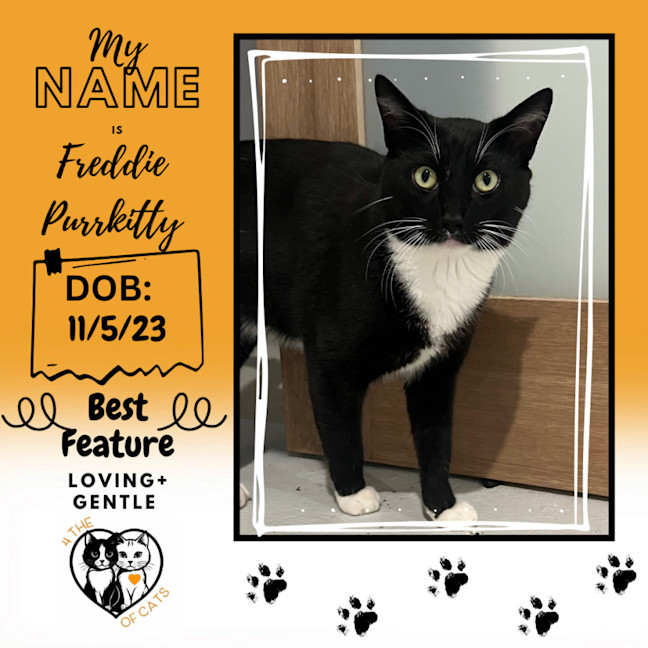 Photo of Freddie Purrkitty