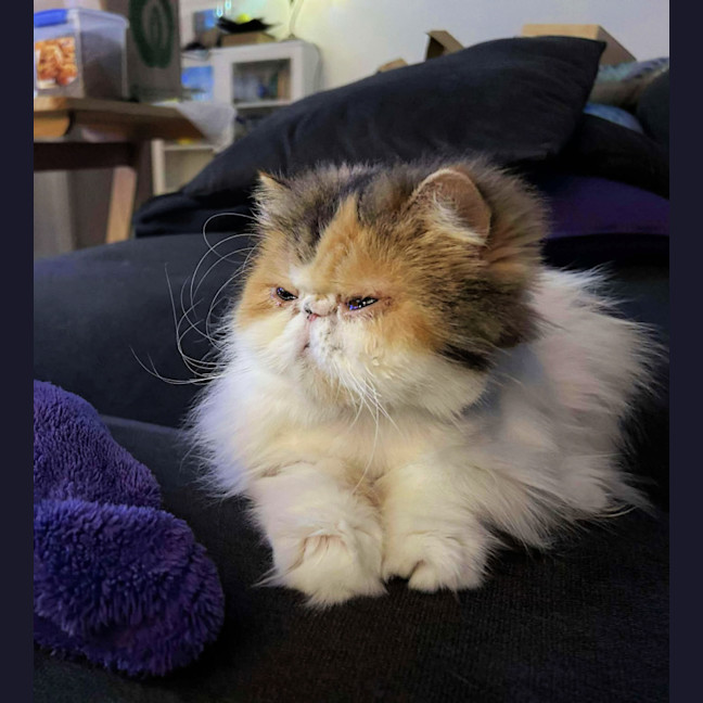 Photo of 📦Lois📦