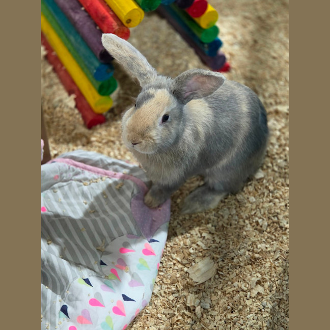 Photo of Qutie & Quince