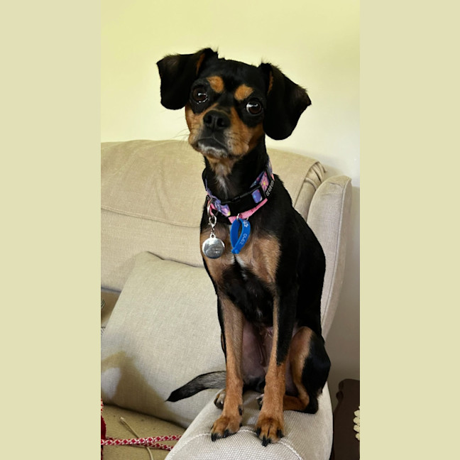 Photo of Pixie