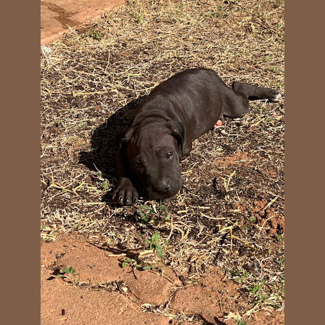 Photo of Lj (Lucille Junior)