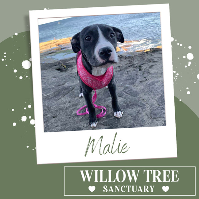Photo of Malie