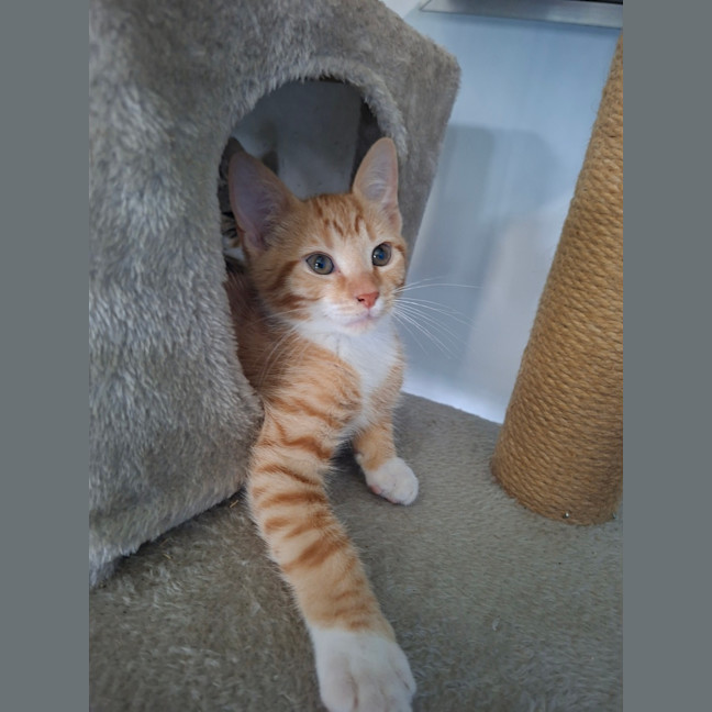 Photo of Neville