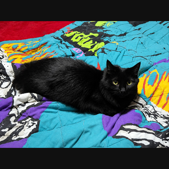 Photo of Mr Binx *9 Lives Project Rescue*