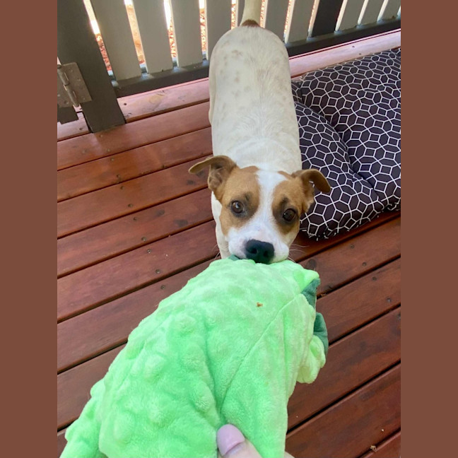 Photo of Roxy   2 Year Old Jack Russell