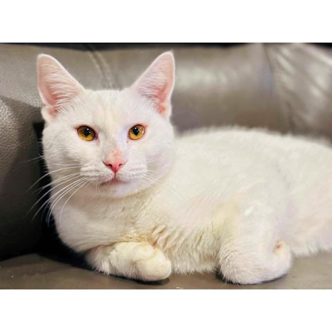 Photo of 12354   Jazz