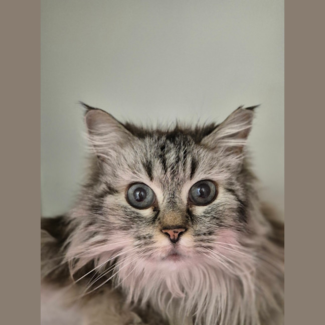 Photo of Lily