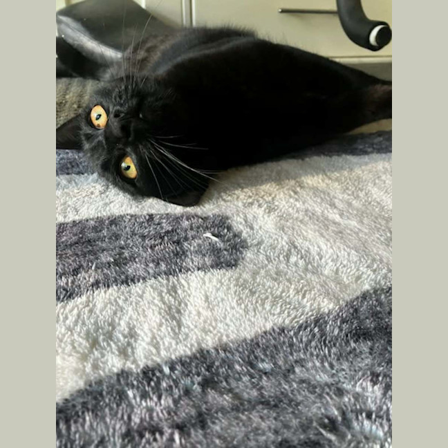 Photo of Sapphire *9 Lives Project Rescue*