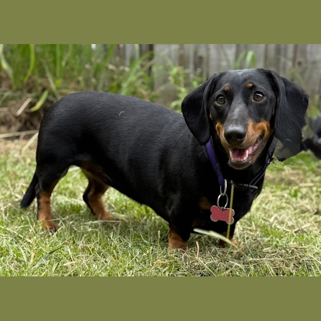 Photo of Lady