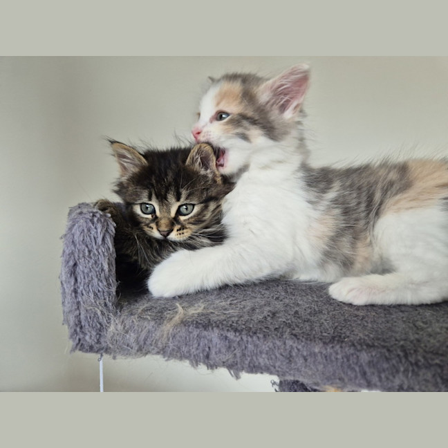 Photo of Bella (Was Cali Girl)