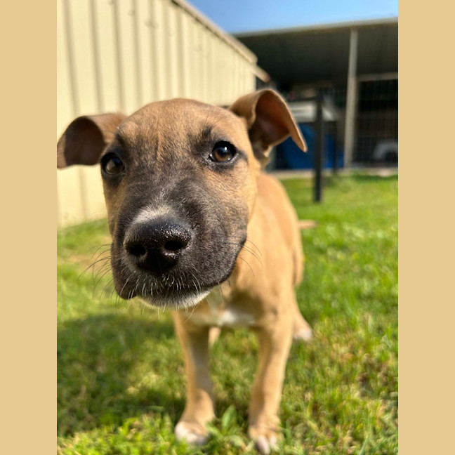 Photo of Sage