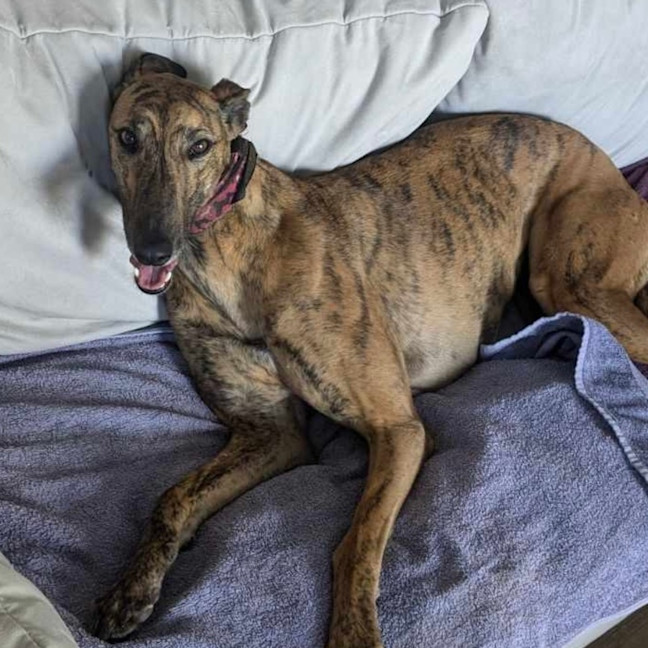 Photo of Lexi   Assisted Rehome ❤️🐶