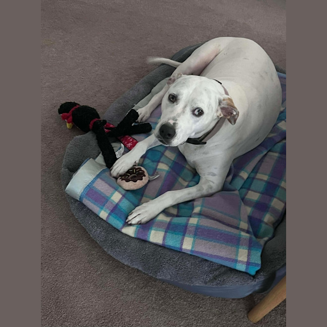 Photo of Raspberry Shortcake