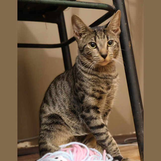 Photo of Tawny