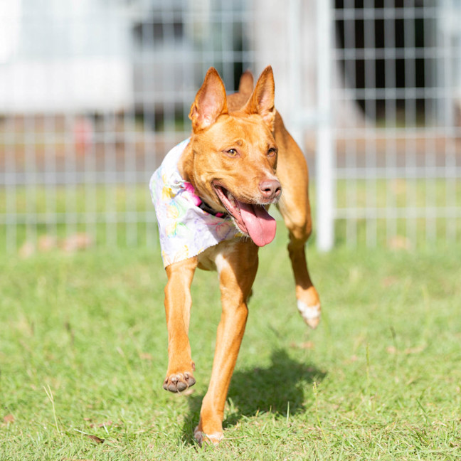 Photo of Nova