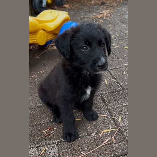 Photo of Alfie   9 Week Old Cattle X Poodle (Trial)