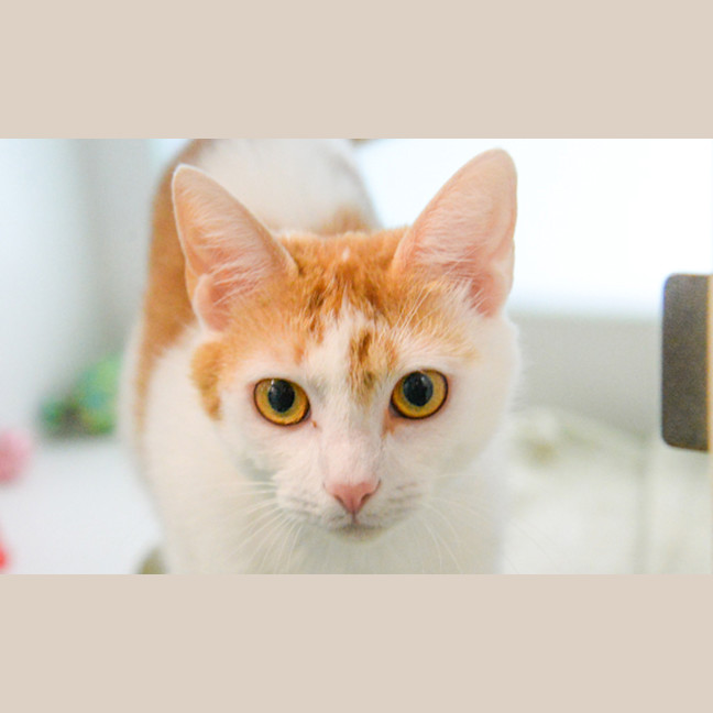 Photo of Lentil