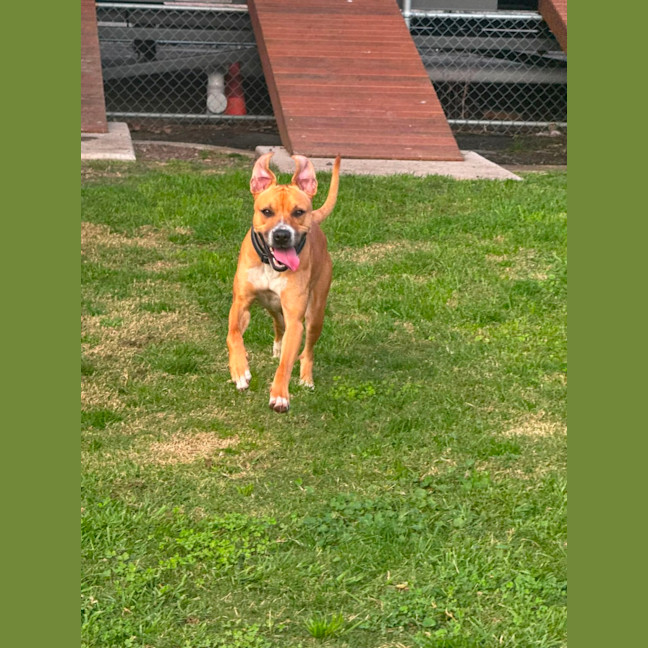 Photo of Poppy