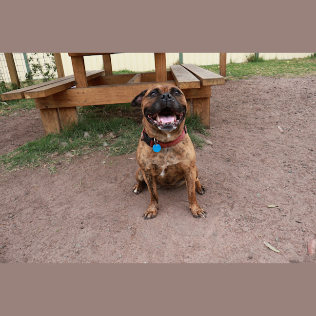 Photo of Sharon 'Shazza' Pawsborne