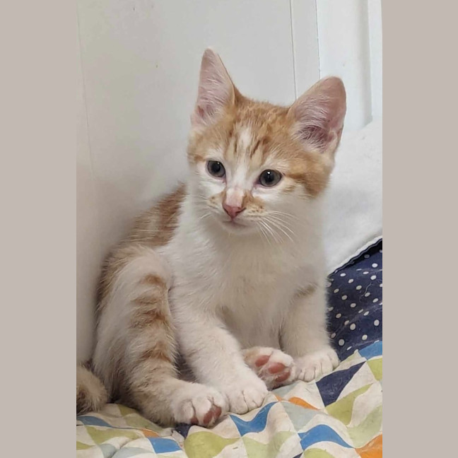 Photo of Scamp