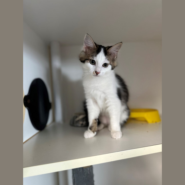 Photo of Cheddar