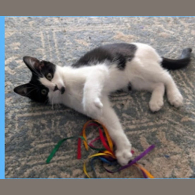 Photo of Maxine Meet Me@Petstock Hastings Store