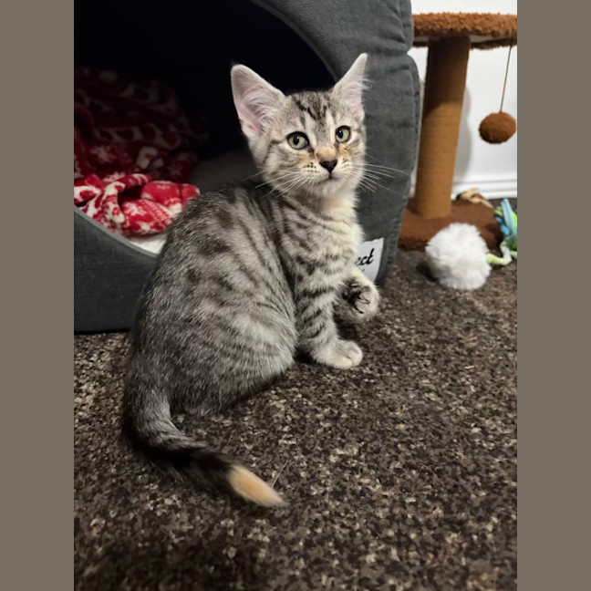 Photo of Cinnamon