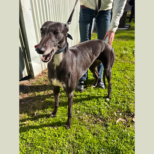 Photo of Magnolia (Maggie)