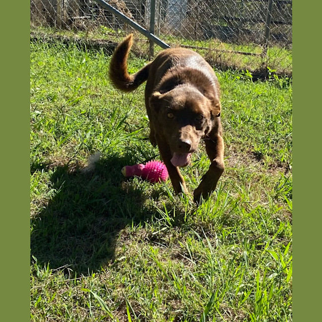 Photo of Coco Kelpie