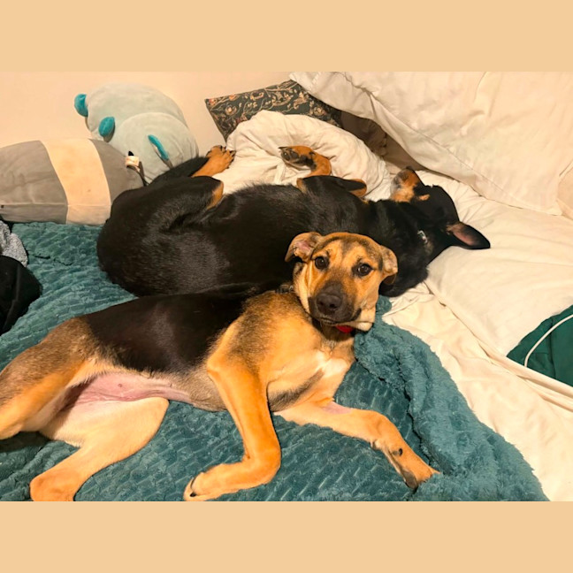 Photo of Lacey